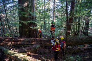Indigenous Guardians working in a forest.