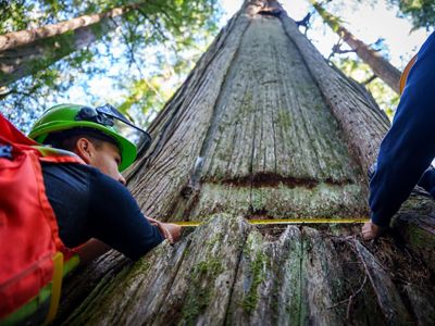 Indigenous Guardians taking a measurement for identifying a culturally modified tree in an ancient forest, in their territory near Campbell River, British Columbia.