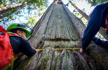 Two Indigenous Guardians measuring an old-growth Western Red Cedar tree.