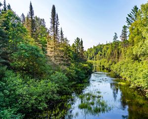 A river runs through a brightly colored forest of trees on a spring day at Wilderness Lakes Reserve.