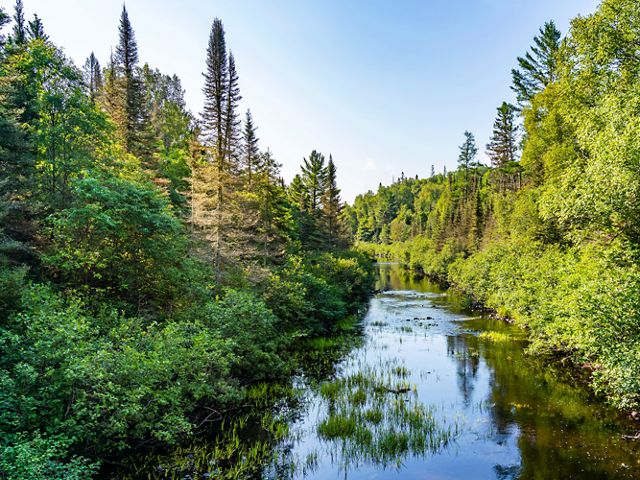 A river runs through a lush green forest at Wilderness Lakes Reserve in Michigan's Upper Peninsula.