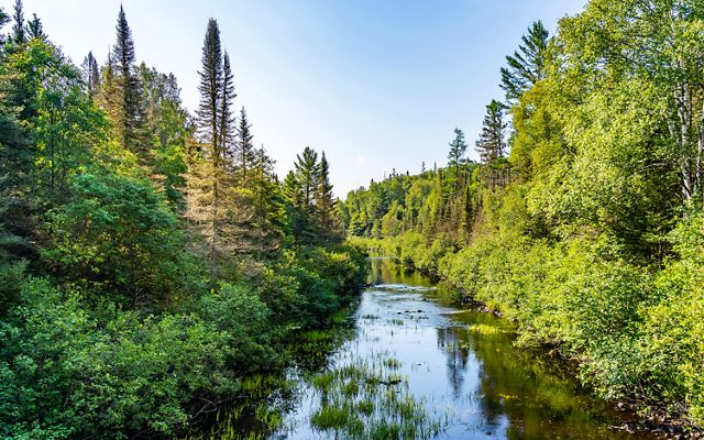 A river runs through a lush green forest at Wilderness Lakes Reserve in Michigan's Upper Peninsula. 