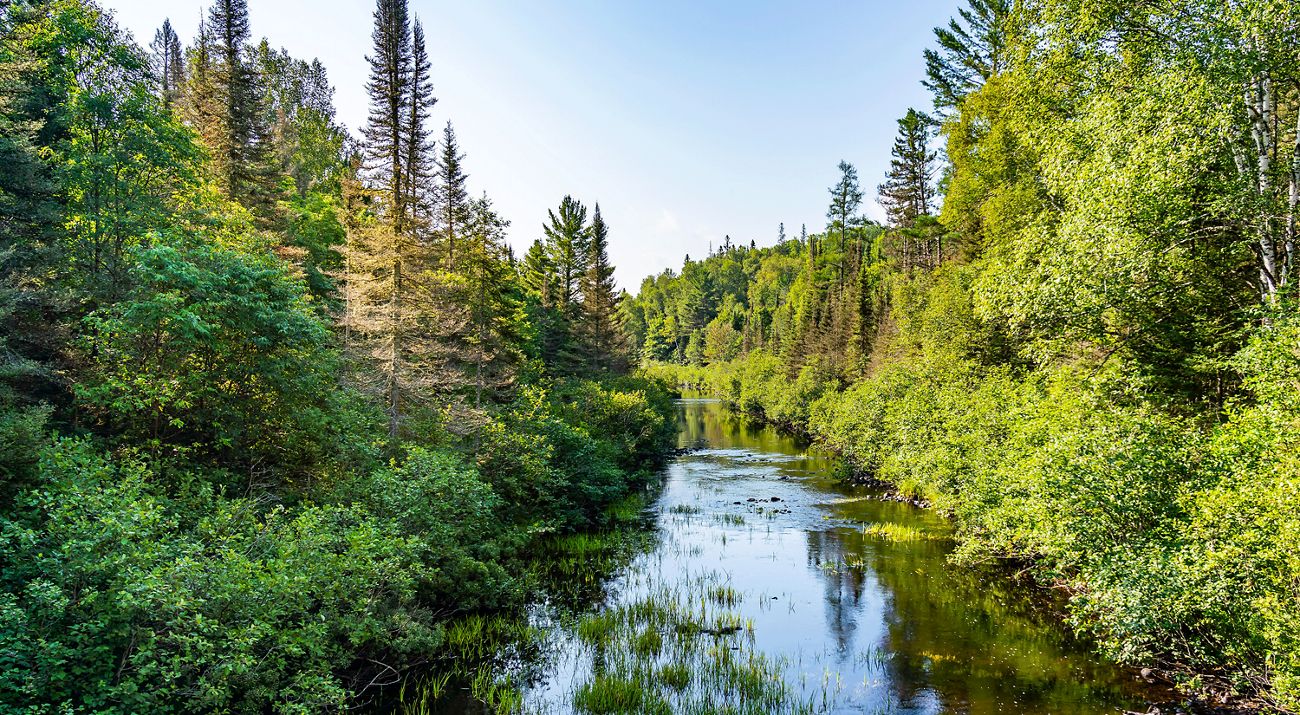 River running through a green climate-resilient forest in Michigan's Upper Peninsula.