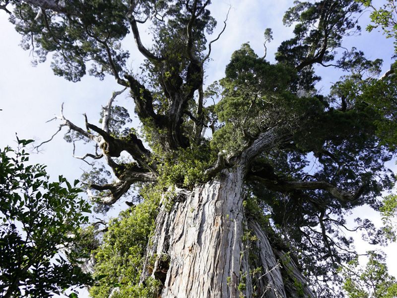 Alerce milenario en la Reserva Costera Valdiviana.