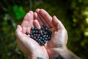 Hands holding berries.