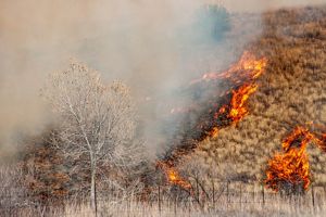 Flames from a prescribed fire pass through a dry, grassy area.