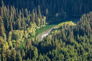 Aerial shot of river running through wooded forest.