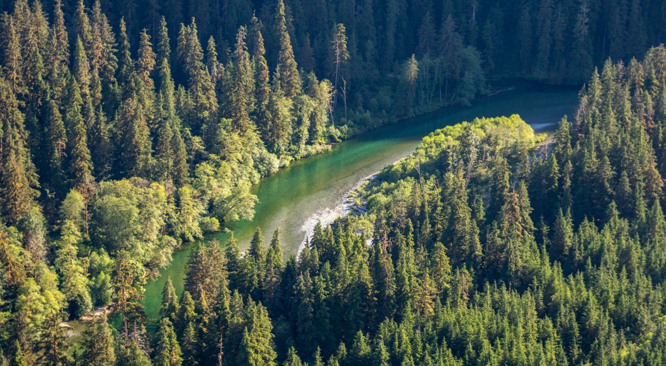 an aerial view of old-growth trees in clayoquot sound
