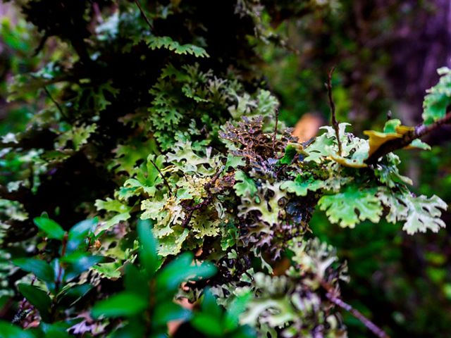 Closeup of leafy green vegetation in the Valdivian temperate rainforest.