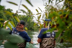 Two Indigenous Guardians wading in a river and working a net.