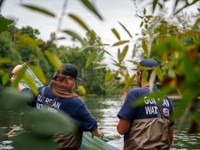 Two Indigenous Guardians wading in a river and working a net.