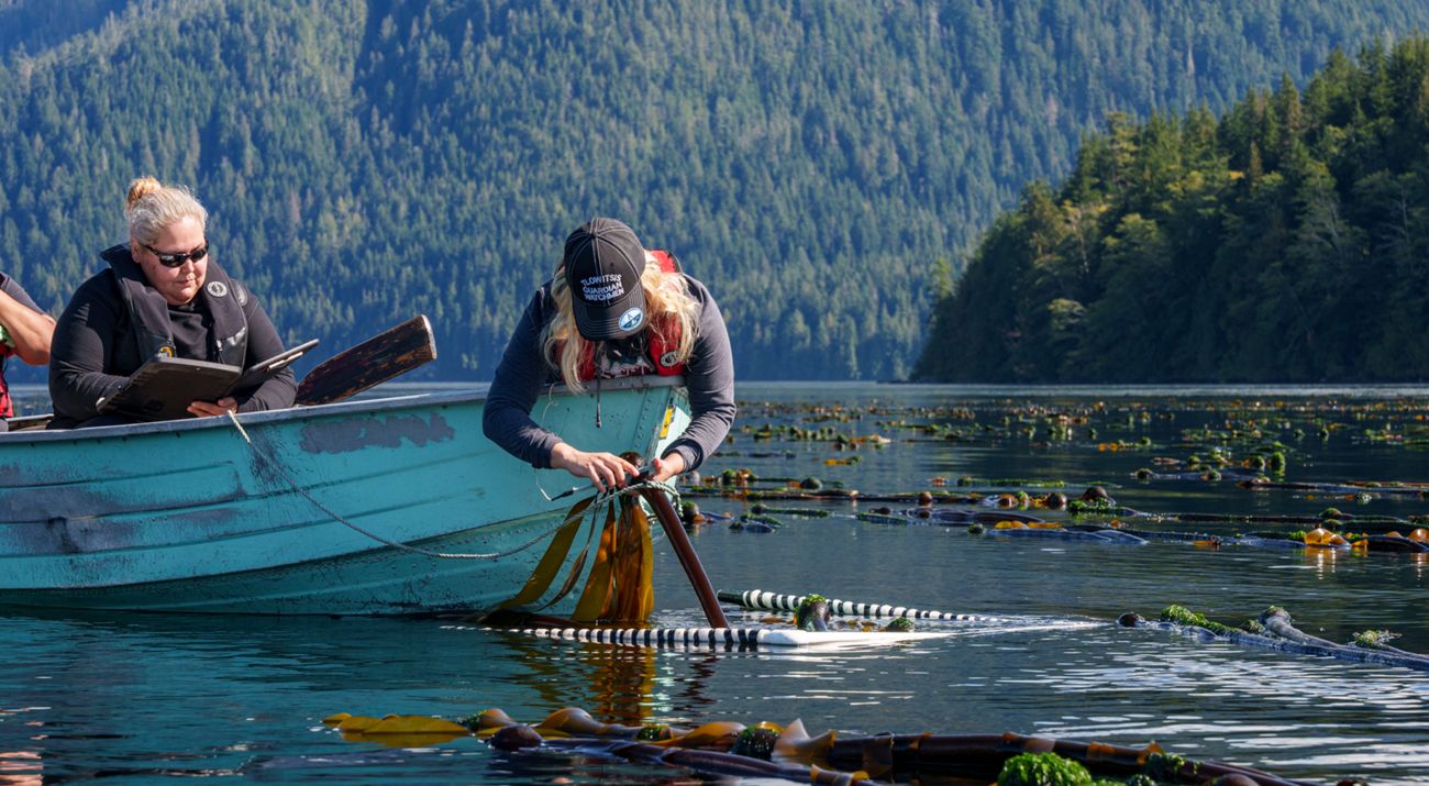 a woman wearing a hat saying 'tlowitsis guardian watchmen' sits in a blue boat and uses metal tools to measure kelp on the water's surface, with dense forest in the background.
