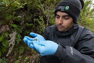 Monitoreo de anfibios en RCV