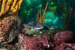 Foto submarina de Bilagay.