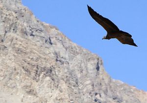 Cóndor en Chile Central Andino