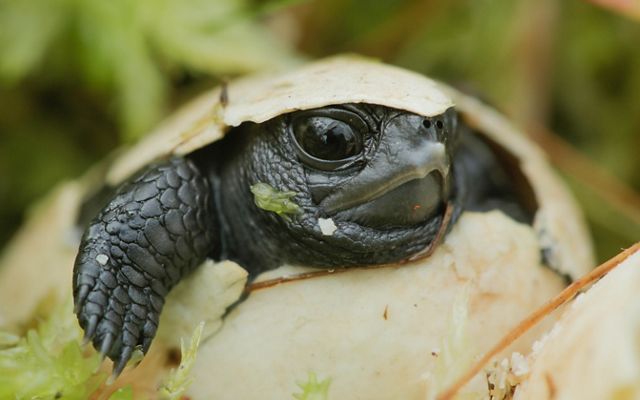Close up of a dark brown turtle head and arm poking out of a cracked egg.