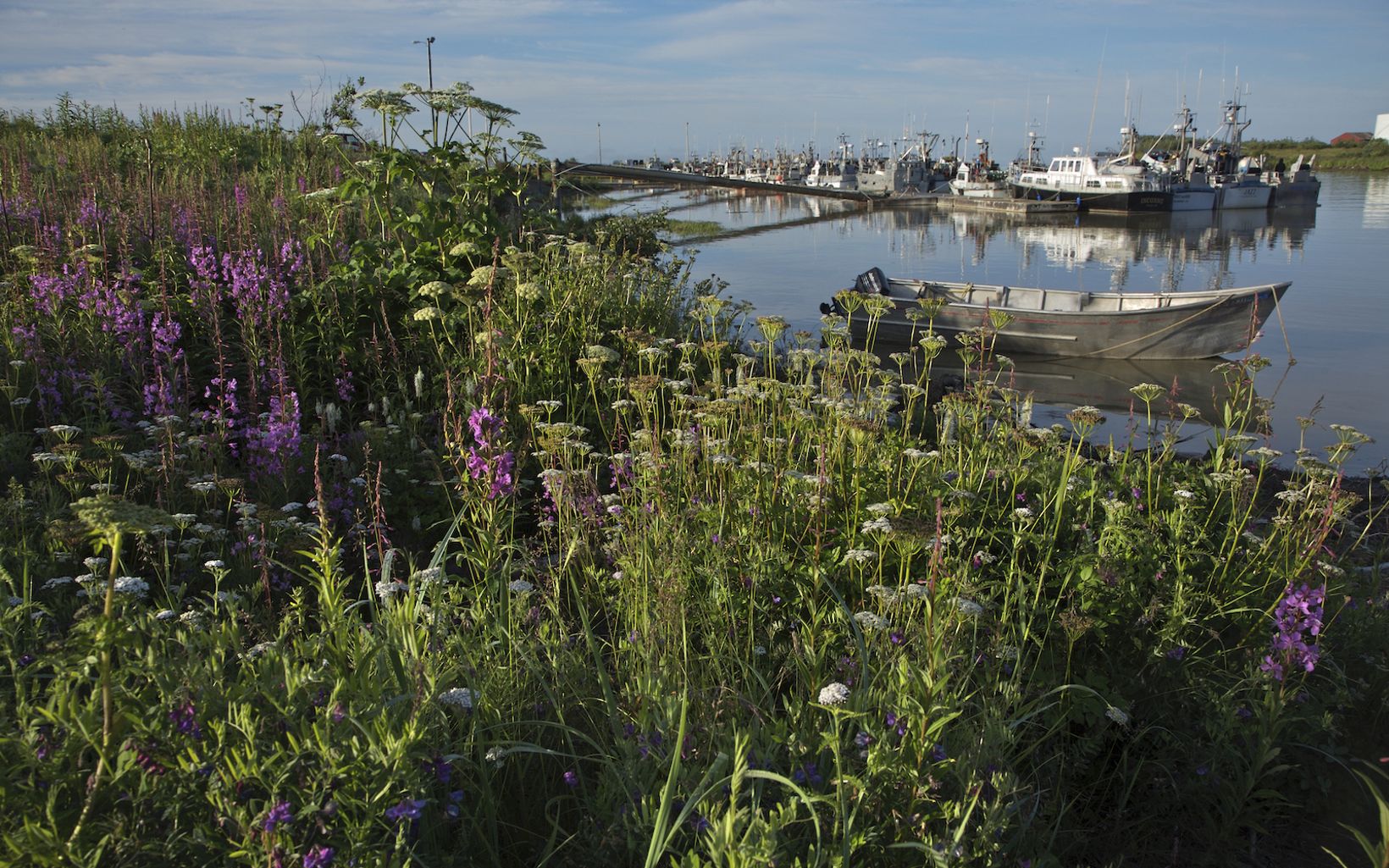 Landscape of boats lined up on docks in the background with purple and white wildflowers and green plants in the foreground.