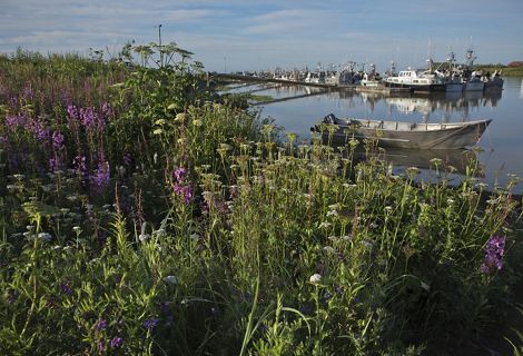 Purple and green flowers in front of a harbor.