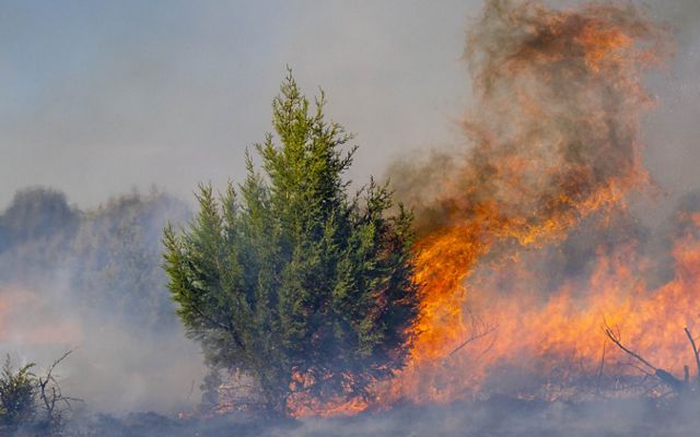 Fire burning in bush.
