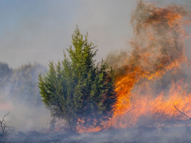 A fire burning on a hill behind an evergreen tree.