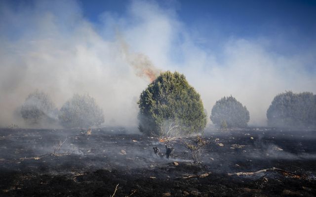 Burned field with bushes.