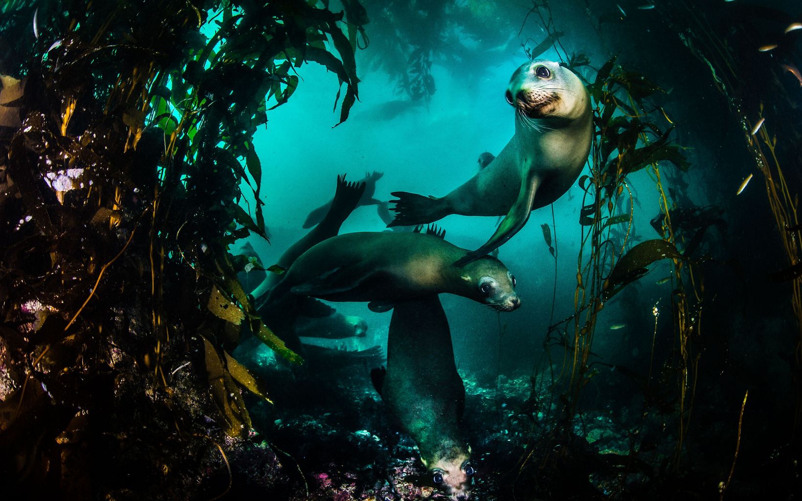 Underwater photo of sea lions swimming through a kelp forest.