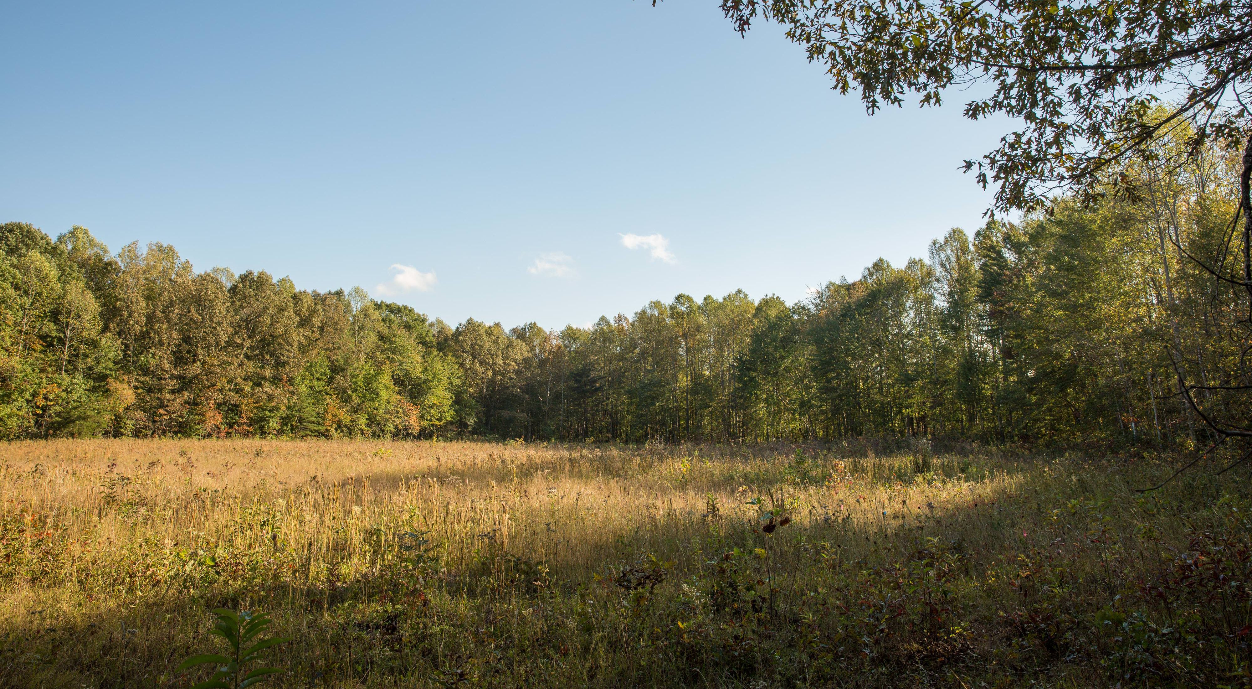 An open prairie surrounded by thick stands of green trees.