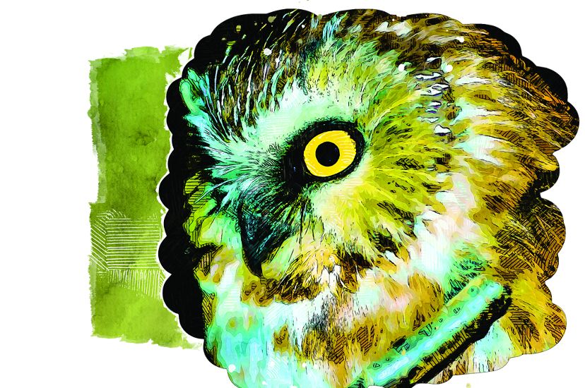 The face of an owl is highlighted with shades of green, brown, black and yellow.