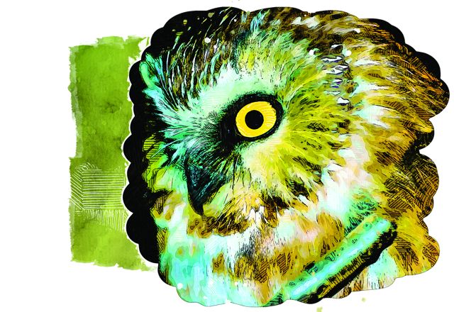 The face of an owl is highlighted with shades of green, brown, black and yellow.