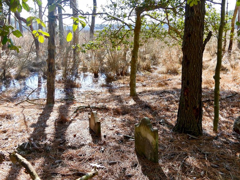 A cluster of headstones sit nestled in pinestraw as water creeps up to the edge of the historic Robson cemetery.