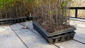 Several flat, sectioned plastic containers holding tree seedlings ready for planting.