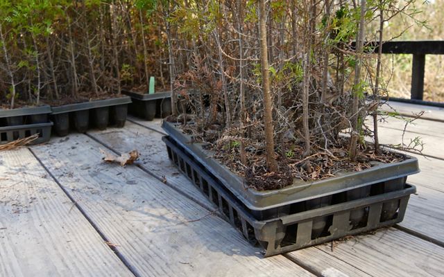 Thin, spindly tree seedlings are collected in shallow plastic containers and arranged up in rows on the back of an open trailer bed.