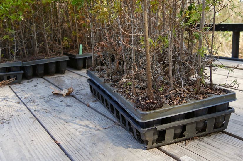 Thin, spindly tree seedlings are collected in shallow plastic containers and arranged up in rows on the back of an open trailer bed.