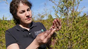 A woman holds the branch of a white cedar tree in her hands, examining its needles.