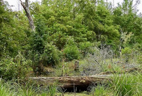 A wetlands area of low grasses and thick tall trees. A fallen log creates a border between the open wetland area and scrub forest.