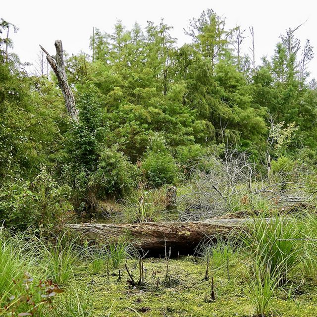 A wetlands area of low grasses and thick tall trees. A fallen log creates a border between the open wetland area and scrub forest.