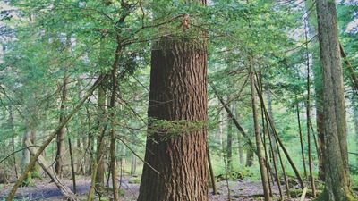 The wide, thick trunk of an Eastern Hemlock tree stands out among the small saplings of an old-growth forest.