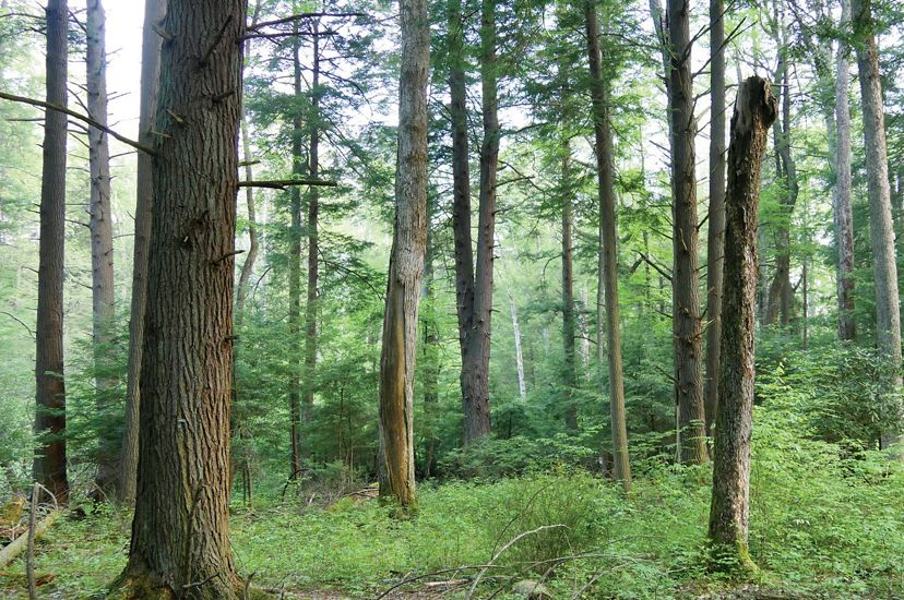 Trees of a variety of sizes and ages in an old growth forest.