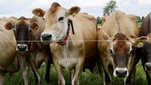Dairy cows standing at a fence.