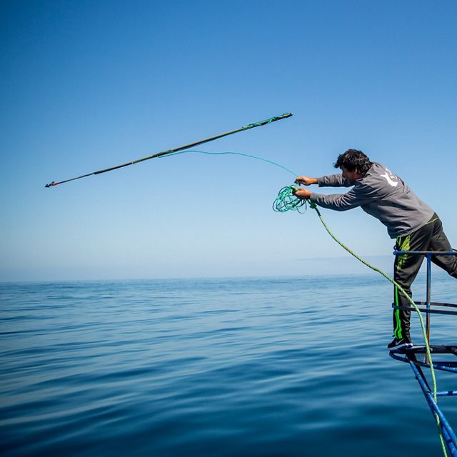 Swordfish tagging in Chile