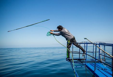 Swordfish tagging in Chile