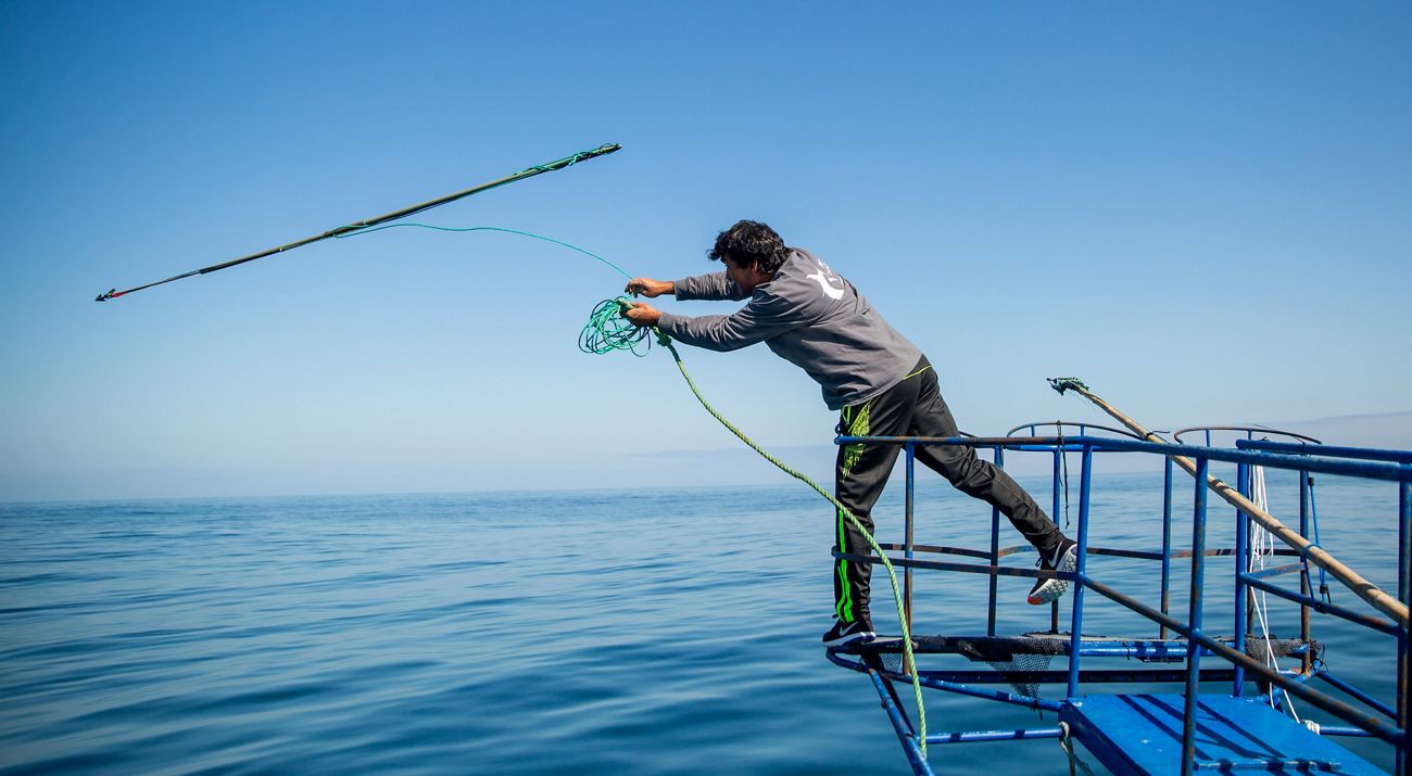 Swordfish tagging in Chile