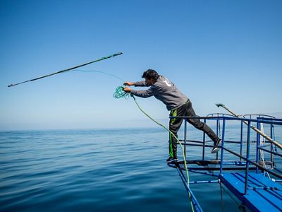 Swordfish tagging.