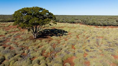 Aerial view of a lone tree standing in a landscape of red earth and clumps of grasses.