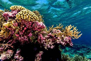 healthy coral reef.