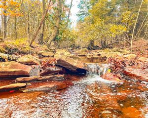A small creek flows over a rock formation between trees in a forest. 