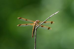 A painted skimmer sits in front of a green background. 