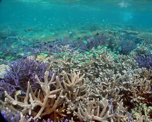 Palau Coral Reef