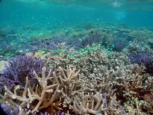 Palau Coral Reef