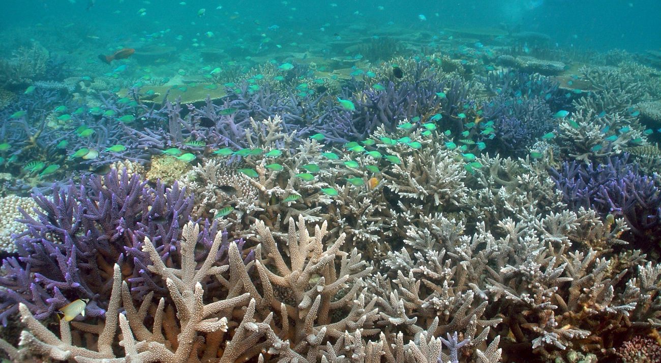 Coral reefs